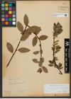Foto von Salix waldsteiniana Willd.